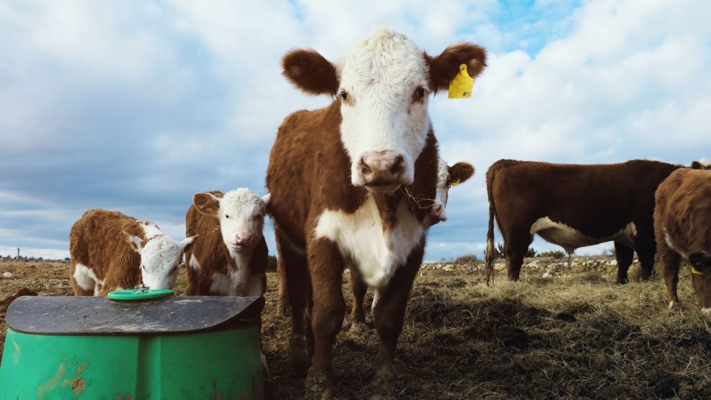 Cattle Closes Monday with Mixed Action