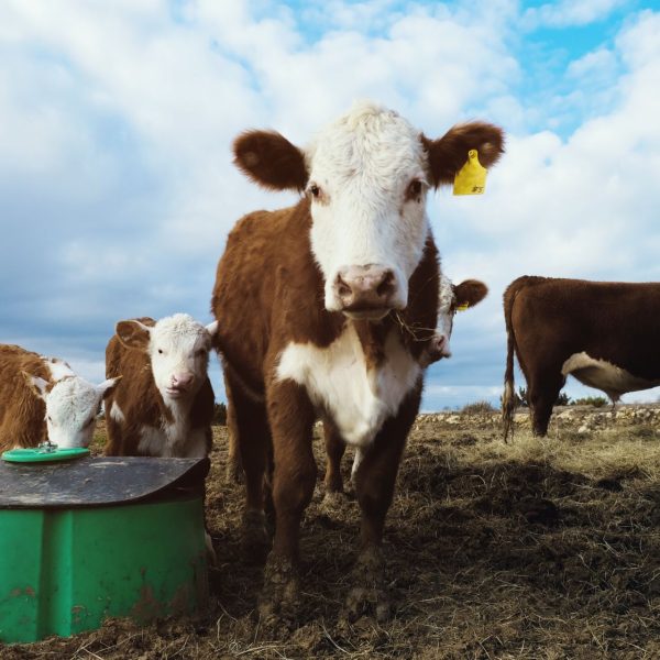Cattle Closes Monday with Mixed Action