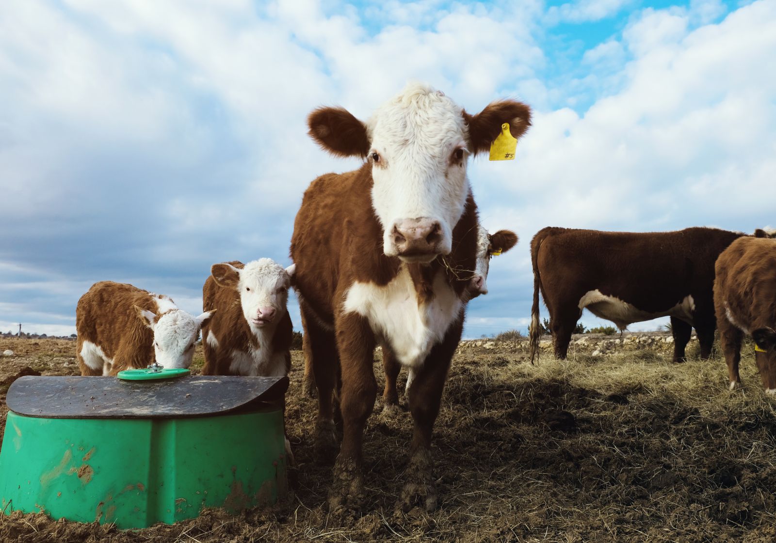 Cattle Closes Monday with Mixed Action