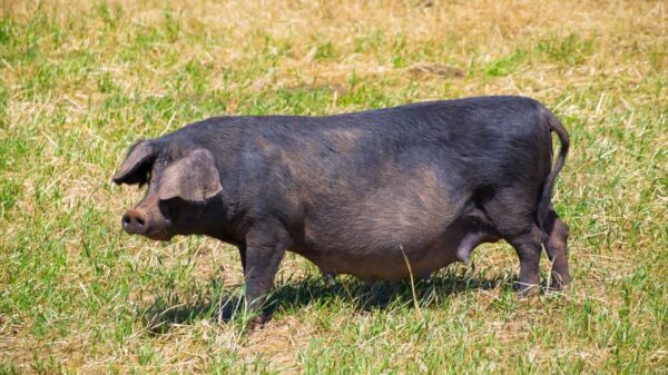 Hogs Holding Steady on Tuesday