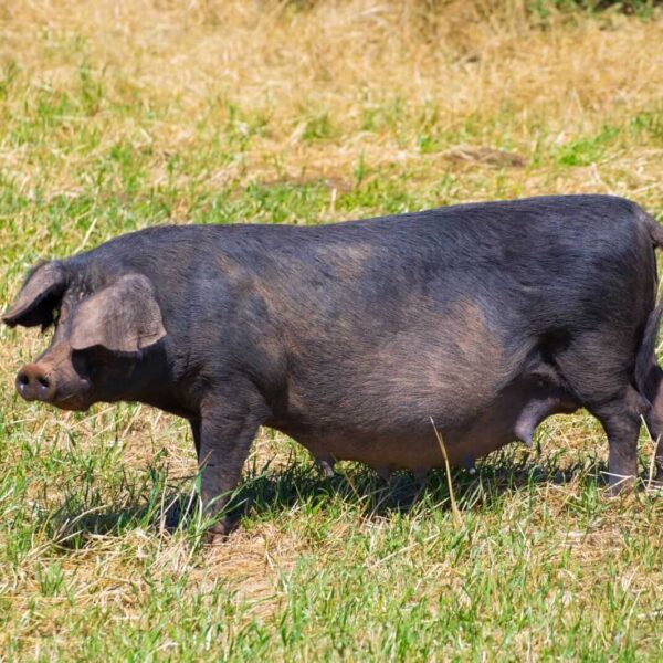 Hogs Holding Steady on Tuesday